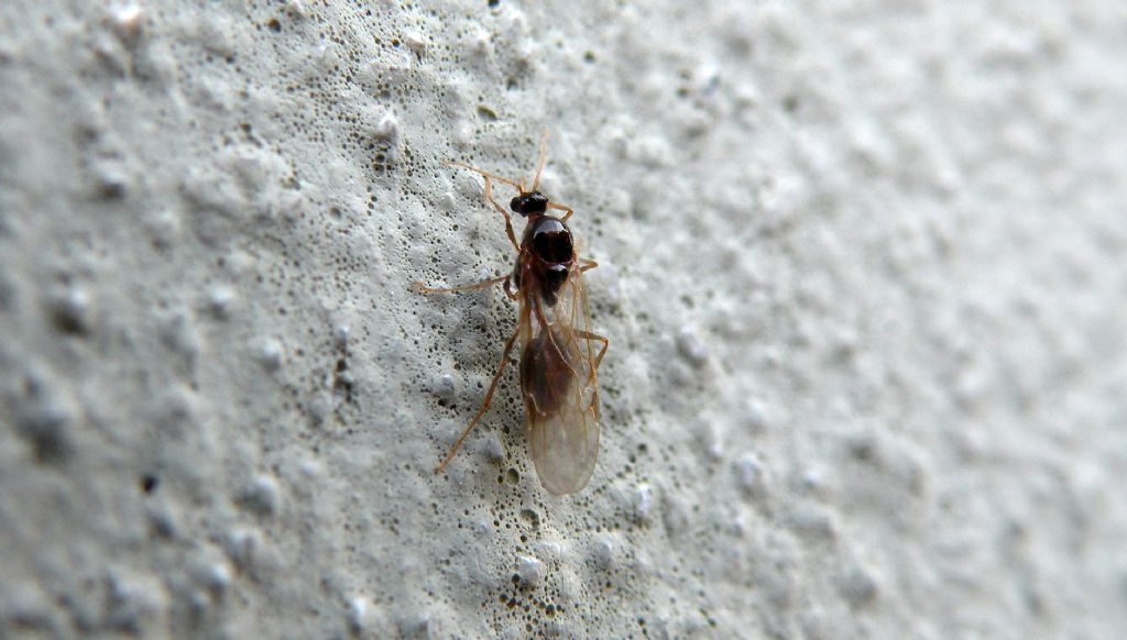 Regina alata di formica?